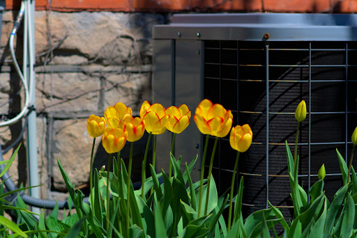 Yellow tulips growing in front of an outdoor AC unit.